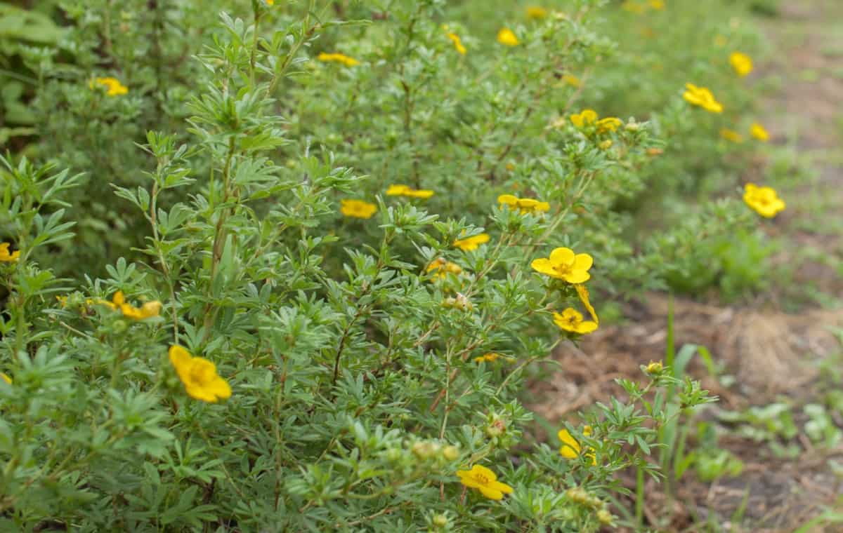 Goldfinger potentilla shrubs bloom from early summer through the fall months.