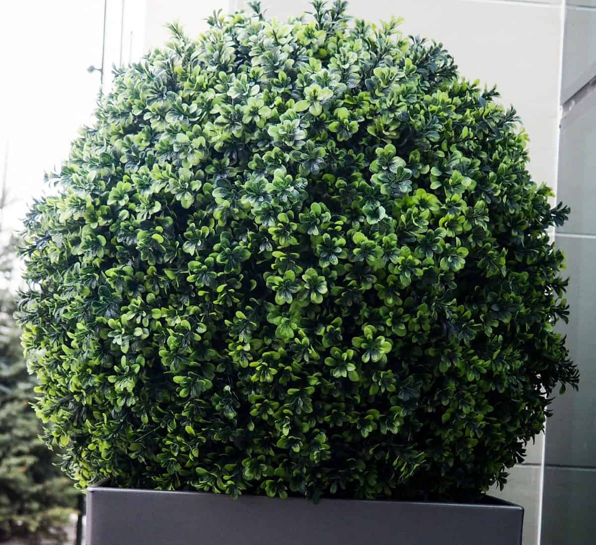 The lush greenery of the green mountain boxwood lasts all year round.