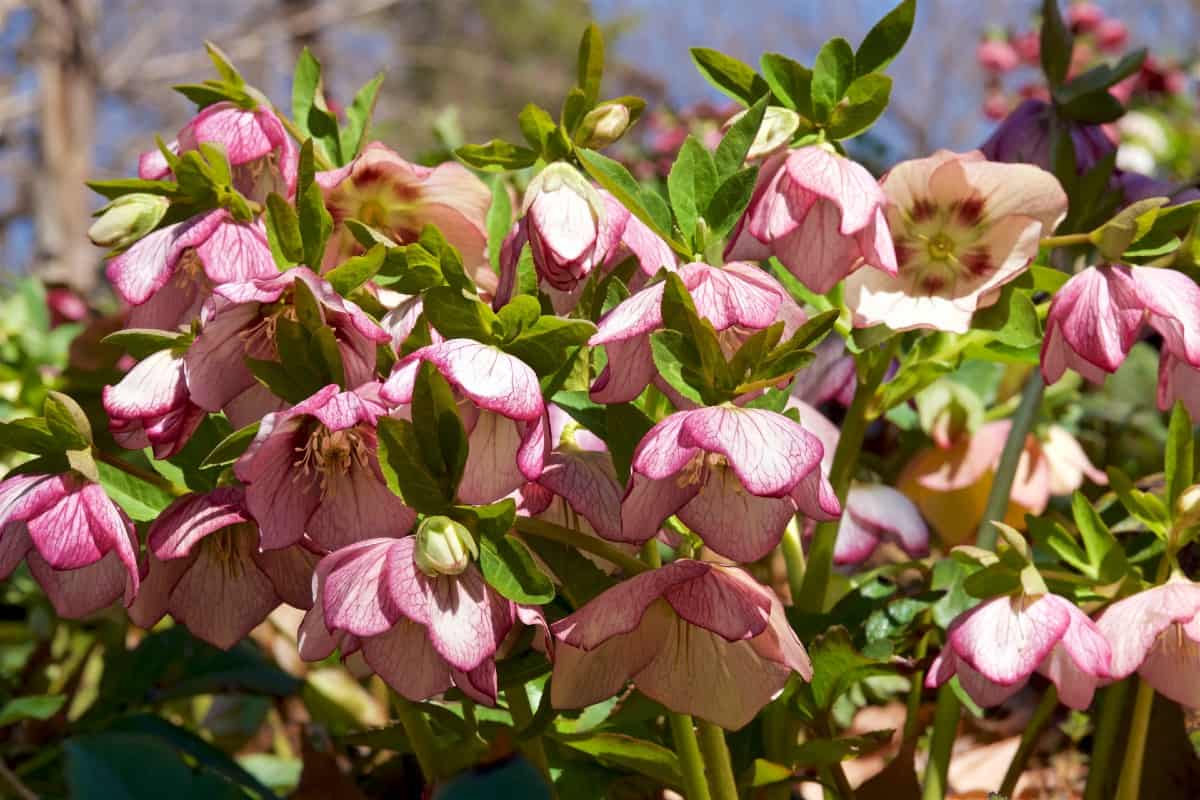 The hellebore tolerates both sun and shade and is just as happy in a pot as it is in the ground.