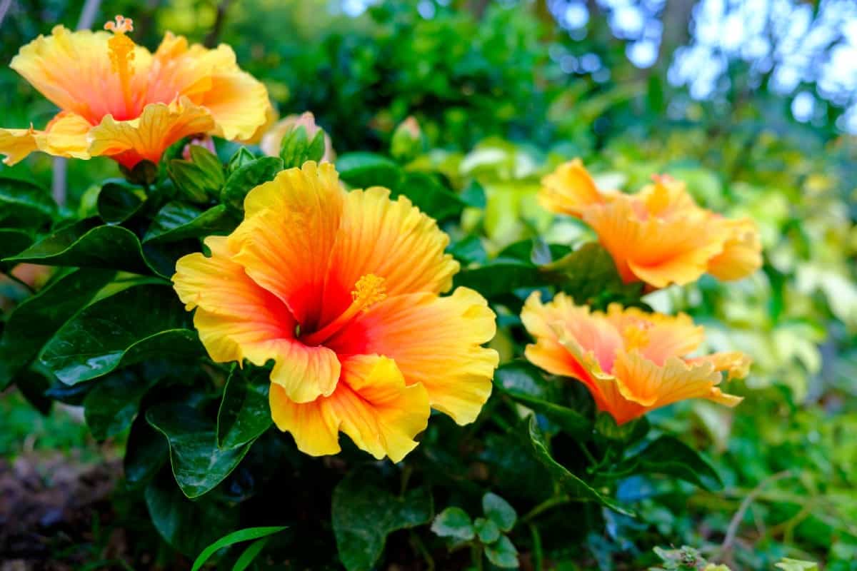 Hibiscus is a fast-growing tropical flower.