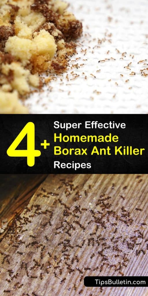 Try these home remedies to get rid of ants, whether your home has fire ants or carpenter ants. Our homemade Borax ant killer recipes truly kill ants. #boraxantkiller #borax #kill #ants