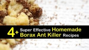 Homemade Borax Ant Killer titleimg1