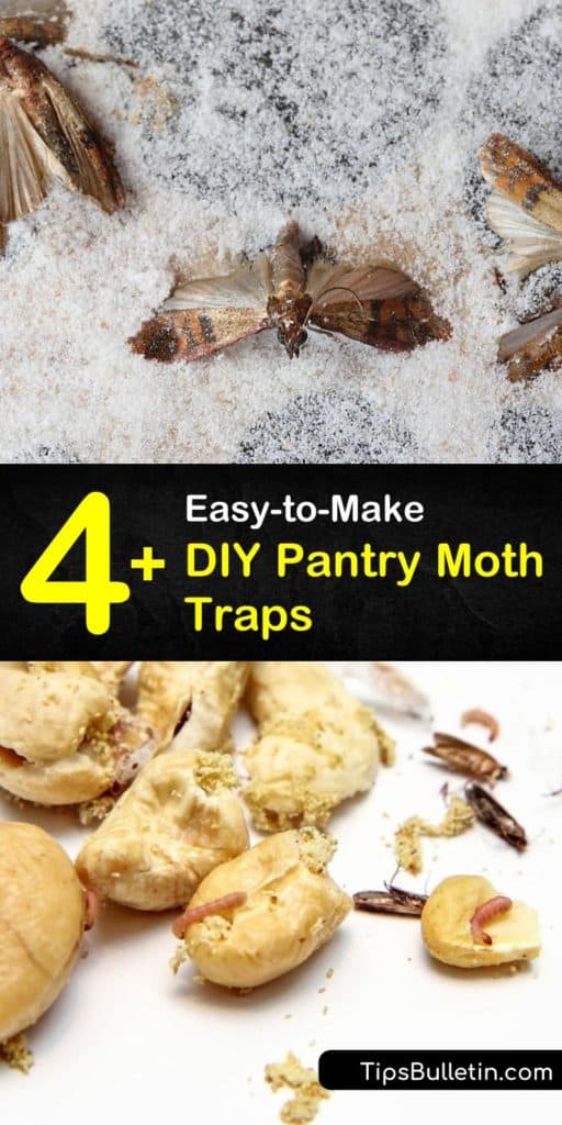 4+ Easy-to-Make DIY Pantry Moth Traps