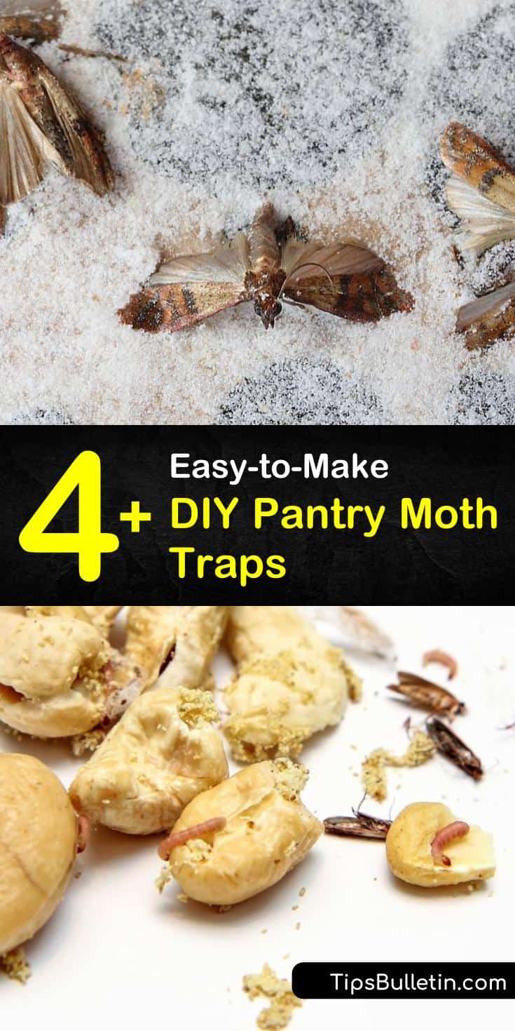 4+ EasytoMake DIY Pantry Moth Traps