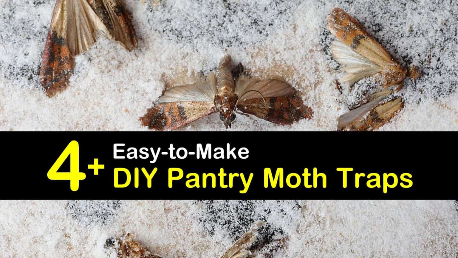 4+ EasytoMake DIY Pantry Moth Traps