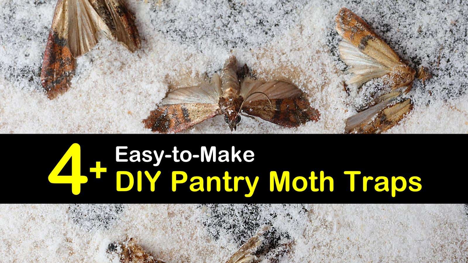 Diy Clothes Moth Trap - Homemade Moth Trap Meal Moths Pantry Moths ...