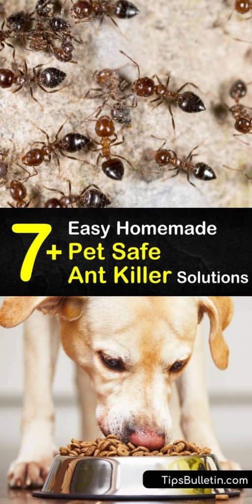 Learn how to kill ants by making homemade solutions that are pet safe. Avoid boric acid and use cornmeal and baking soda as a natural form of pest control, or make a DIY ant killer spray with water, dish soap, and a spray bottle. #petsafeantkiller #petfriendly #antkiller #ants #pets