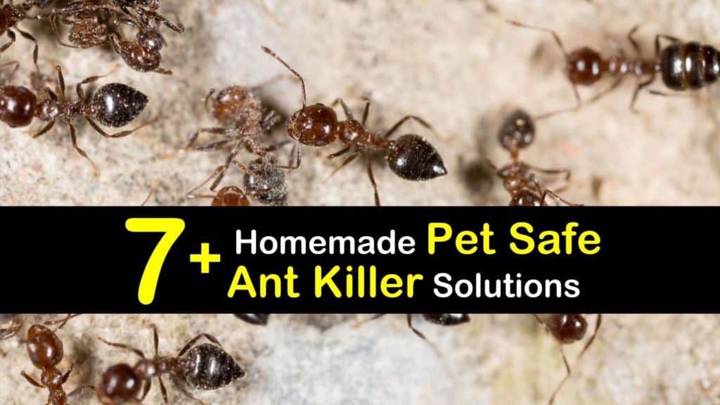 Homemade Pet Safe Ant Killer titleimg1