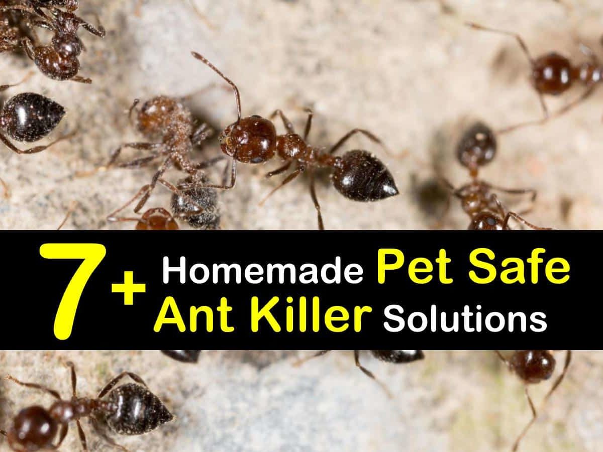 can dogs die from eating ant poison