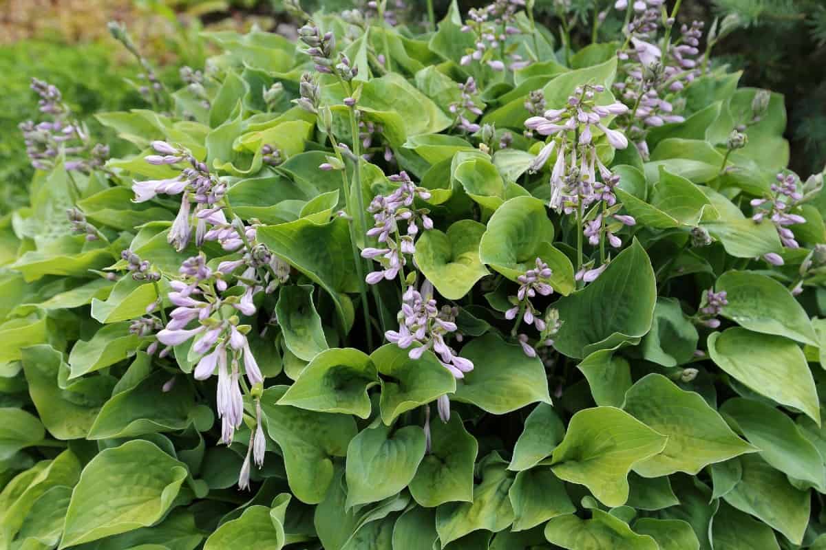 Hostas are generally better known for their foliage than their flowers.