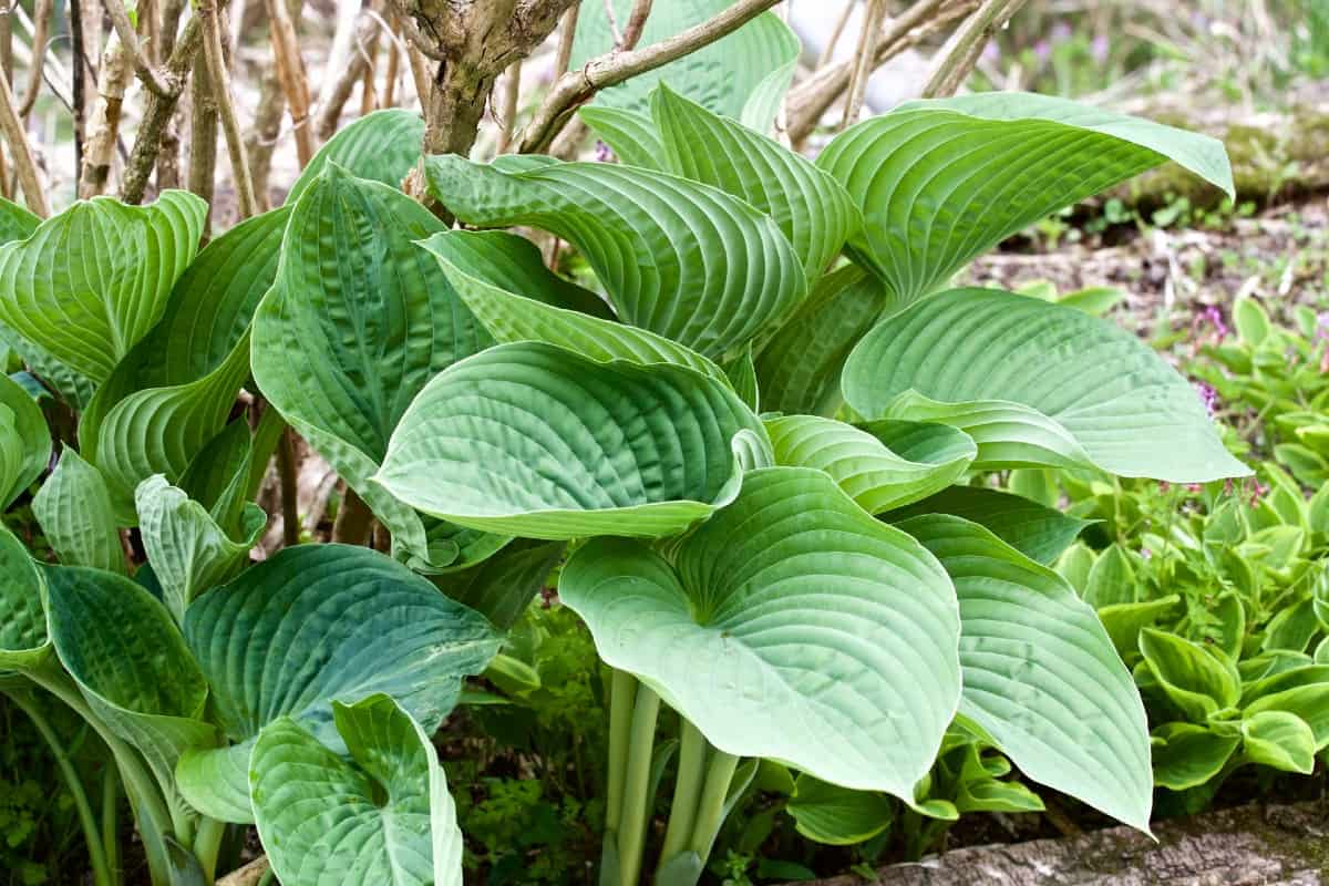 Hosta or plantain lily has spectacular leaves that love shady areas of the yard.