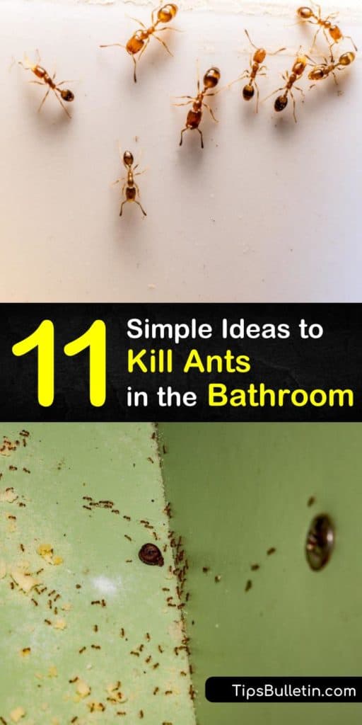 Find out how to get rid of ants in the bathroom using simple home remedies. Learn to fight an ant infestation by applying caulk to the crevices from which the ants emerged in the first place or by spraying a natural repellent like tea tree oil. #getridofants #antsinthebathroom #ants #bathroom