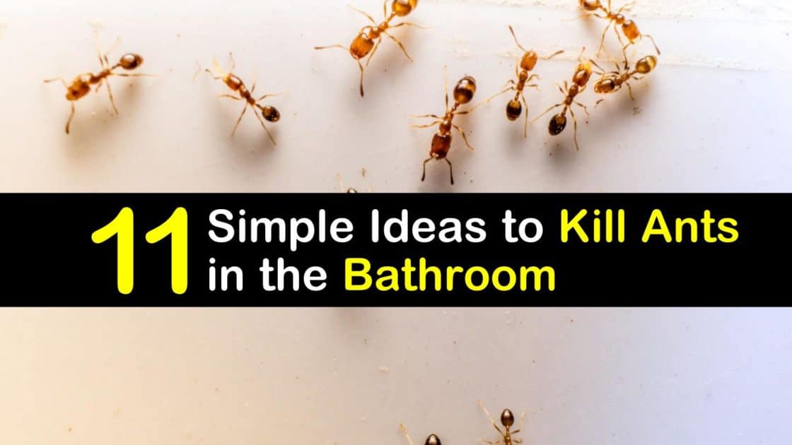 11 Simple Ideas to Kill Ants in the Bathroom
