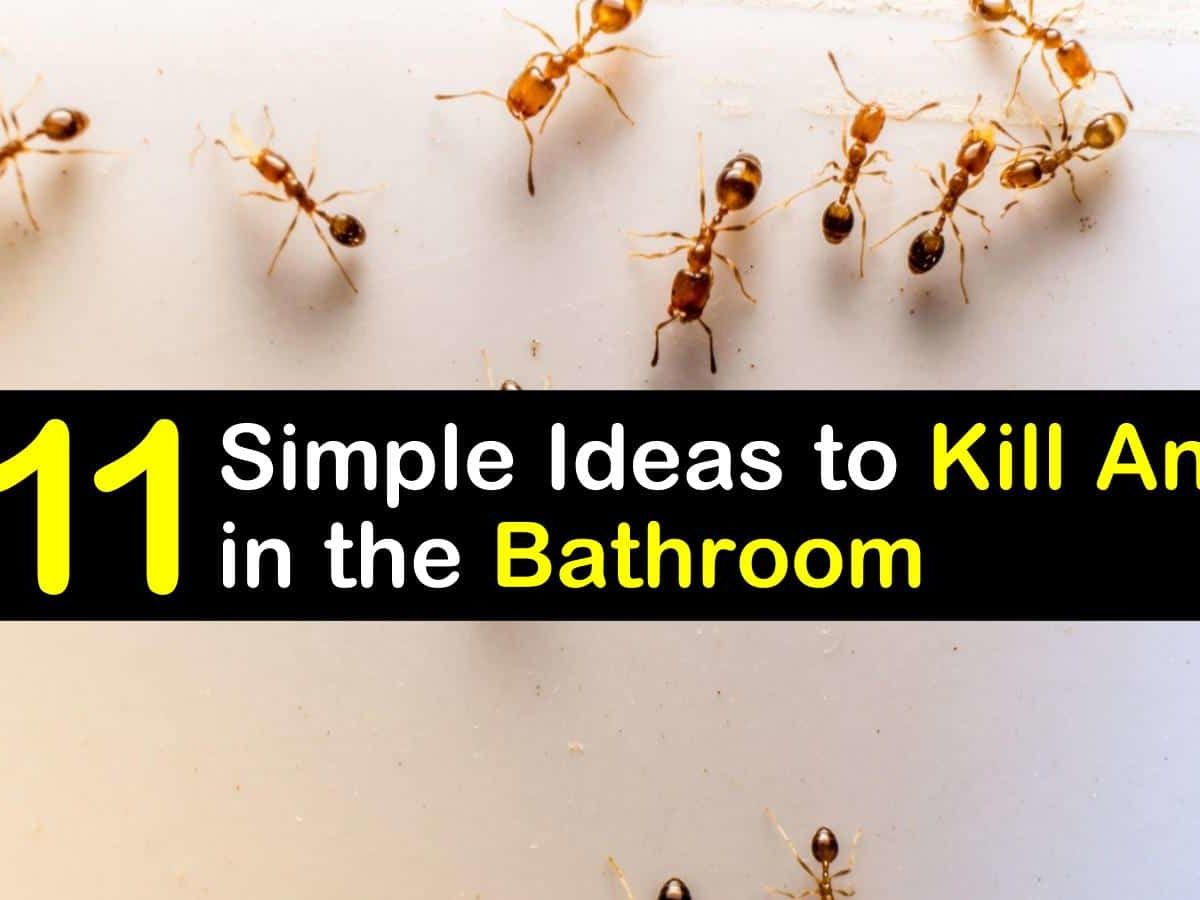 how to get rid of ants in the bathroom t1 1200x900 cropped
