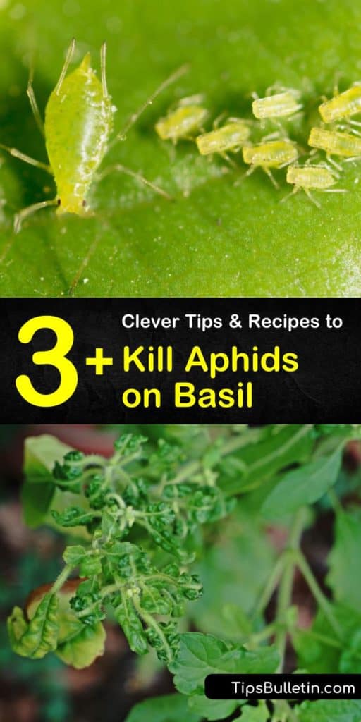 Learn more about pest control on basil plants with beneficial insects such as ladybugs and lacewings. Take care of infestations with just a spray bottle and dish soap! #aphids #basil #pestcontrol #organicgardening #homeremedy