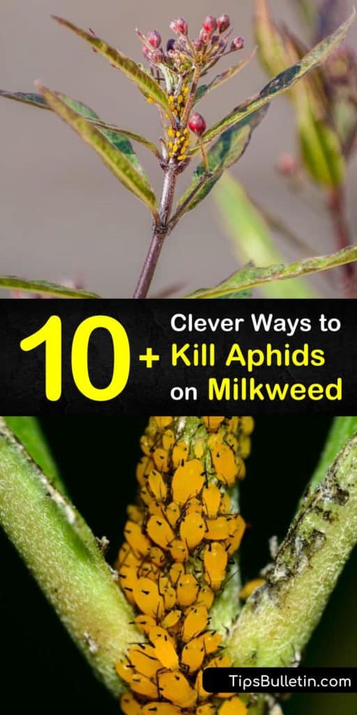 Try these tricks for eliminating an aphid infestation on milkweed, the only food source of monarch caterpillars. With one of our easy sprays or the help of beneficial insects like ladybugs, your Asclepias plant will soon be a perfect monarch butterfly habitat. #killaphids #aphidsonmilkweed #milkweed