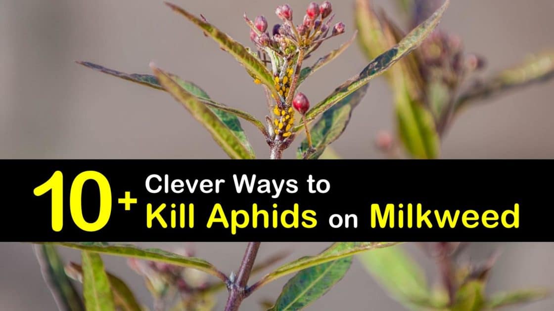 10 Clever Ways To Kill Aphids On Milkweed