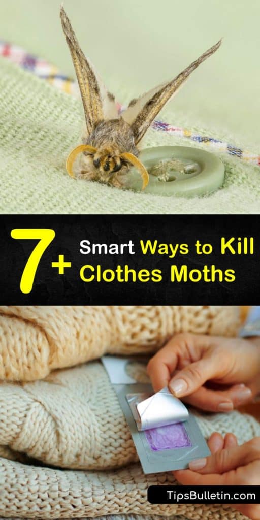 Learn how to eliminate and prevent a moth infestation with natural forms of pest control. Store seasonal clothing in an airtight plastic bag or bin with mothballs to prevent adult moths from laying eggs in the material. #getridofclothesmoths #kill #clothes #moths #clothesmoth