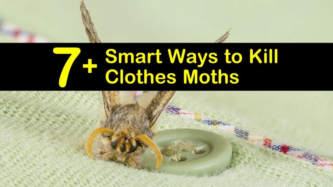 how do you get rid of moths