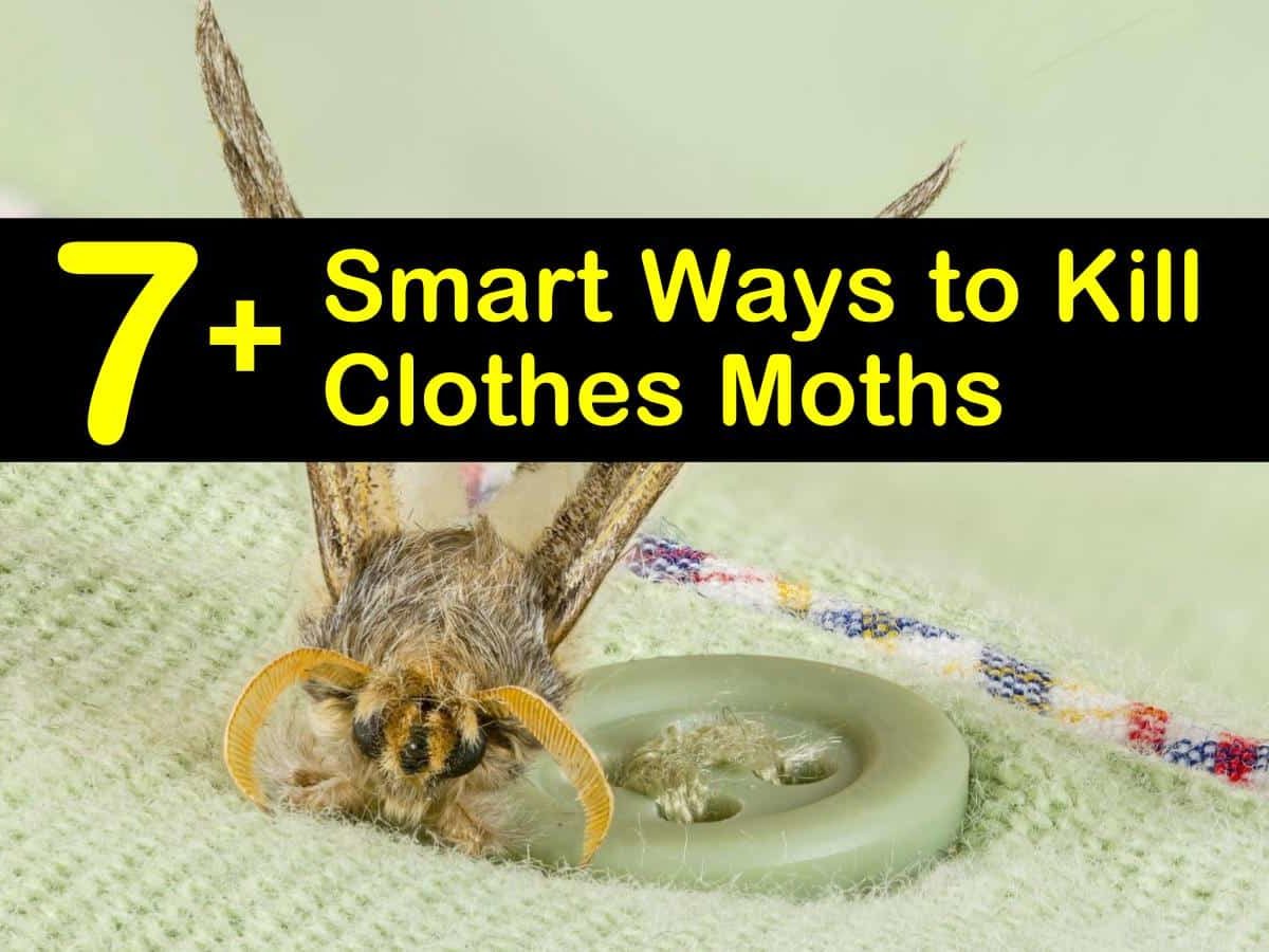 How to get rid of clothes moths!