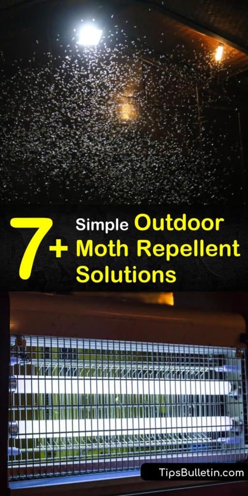 Learn how to get rid of adult moths such as pantry moths using simple forms of pest control. Kill a clothes moth before it can lay eggs and turn into destructive moth larvae by changing the outdoor lighting and using a DIY moth repellent. #mothsoutside #moths #mothrepellent