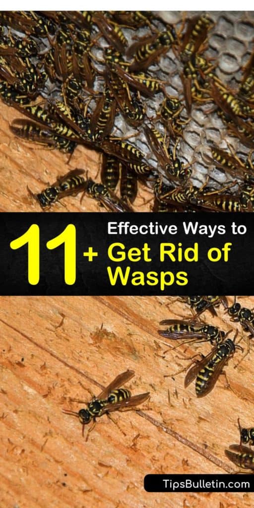 Find out how to use wasp traps for pest control. Never suffer from wasp stings by getting rid of wasps’ nest before late summer. Wear protective clothing and wasp control is quickly managed. #wasps #wasps #getridofwasps #killingwasps