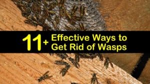 How to Get Rid of Wasps titleimg1