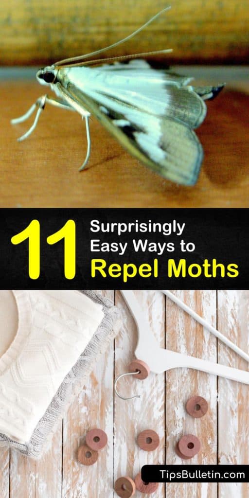 Find out how to keep adult moths and moth larvae away from your home without expensive pest control. These tips cover making sachets for hangers in your closets, pheromone sticky traps for storage, and airtight traps for your pantry. #moths #keepaway #moth #repelmoths