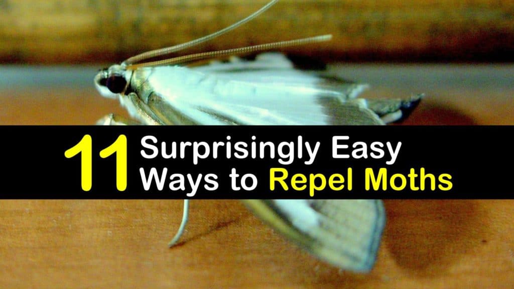 11 Surprisingly Easy Ways to Repel Moths (2024)