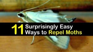 How to Keep Moths Away titleimg1