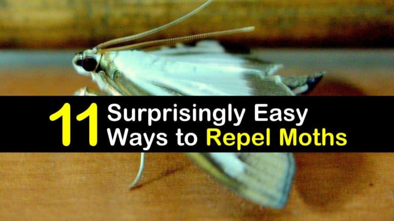 11 Surprisingly Easy Ways to Repel Moths