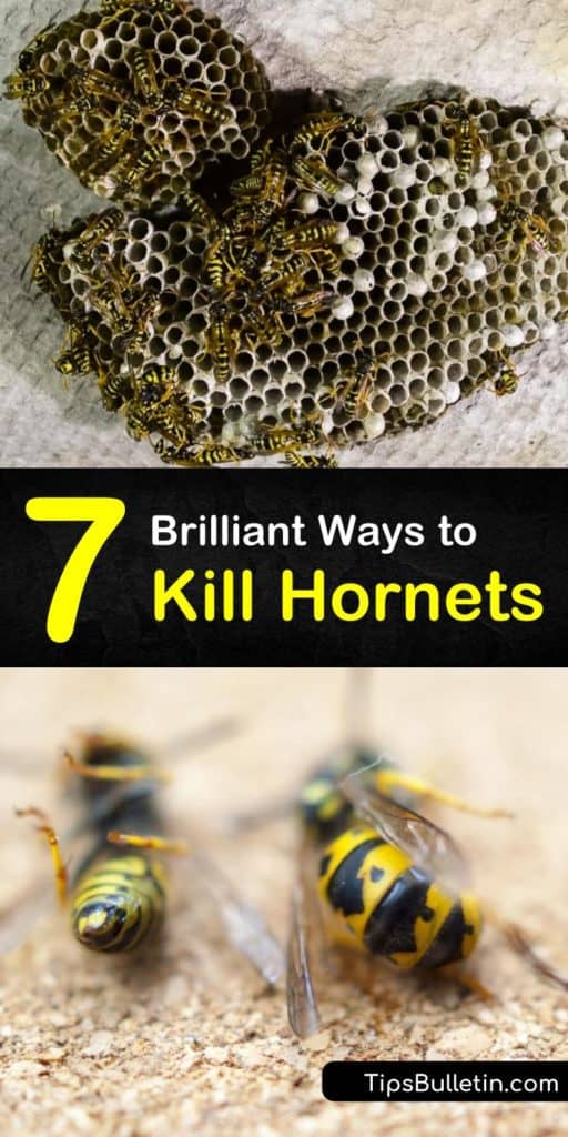 Discover the best home remedies to get rid of wasps and even a hornets nest, whether you’re dealing with European hornets or late summer breeders. Home wasp control is easy with protective clothing, like long sleeves. #killhornets #hornets