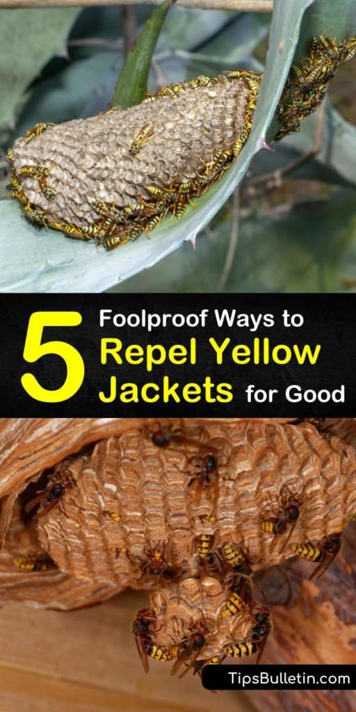 Learn about the easiest and most effective ways to repel yellow jackets for good. These homemade attractants and wasp traps help you avoid the stingers from paper wasps, yellow jackets, and honey bees that are popular during late summer. #repel #yellowjackets #wasps