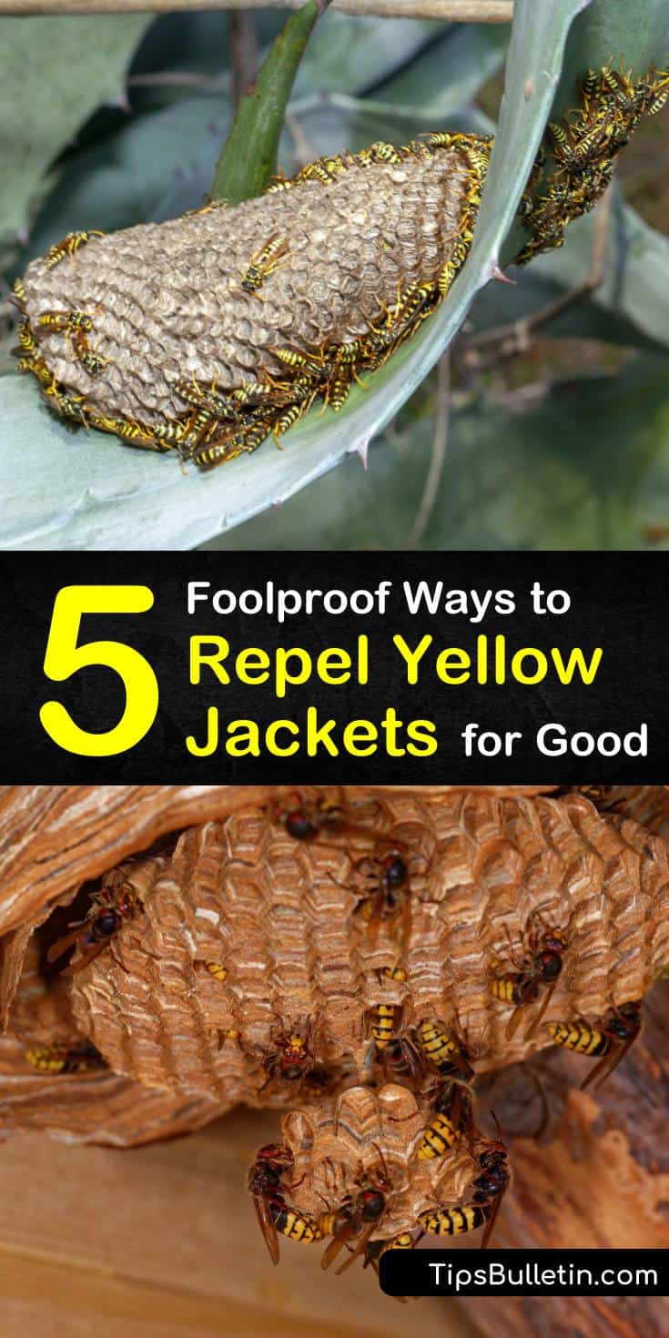 5 Foolproof Ways to Repel Yellow Jackets for Good