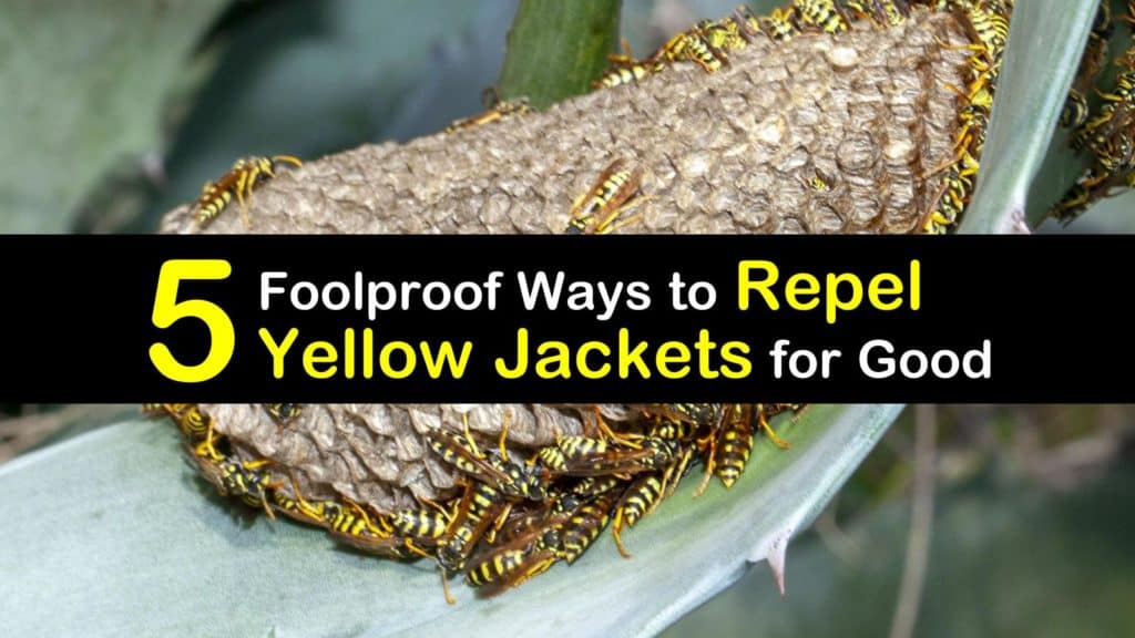 How to Repel Yellow Jackets titleimg1