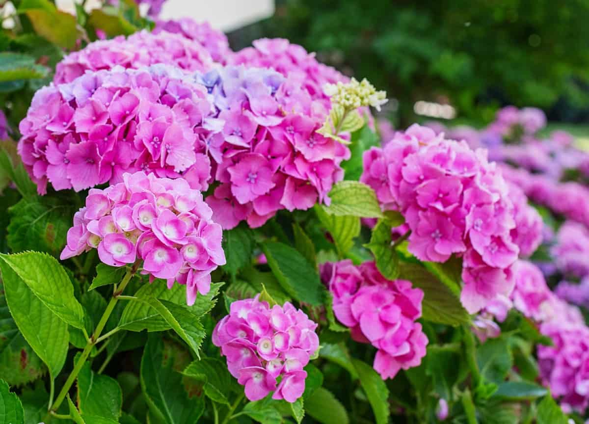 Hydrangeas prefer the shade and they are low maintenance.