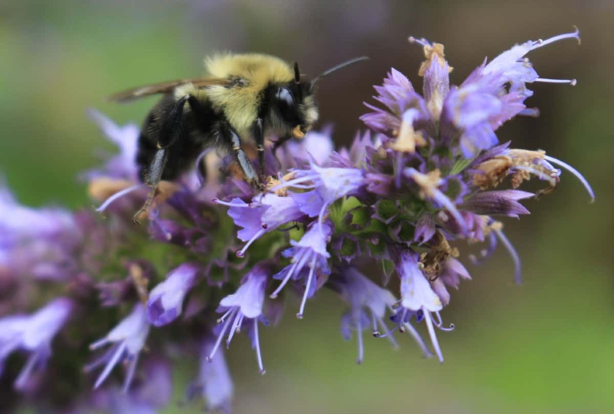 Hyssop is one of the best flowers around.