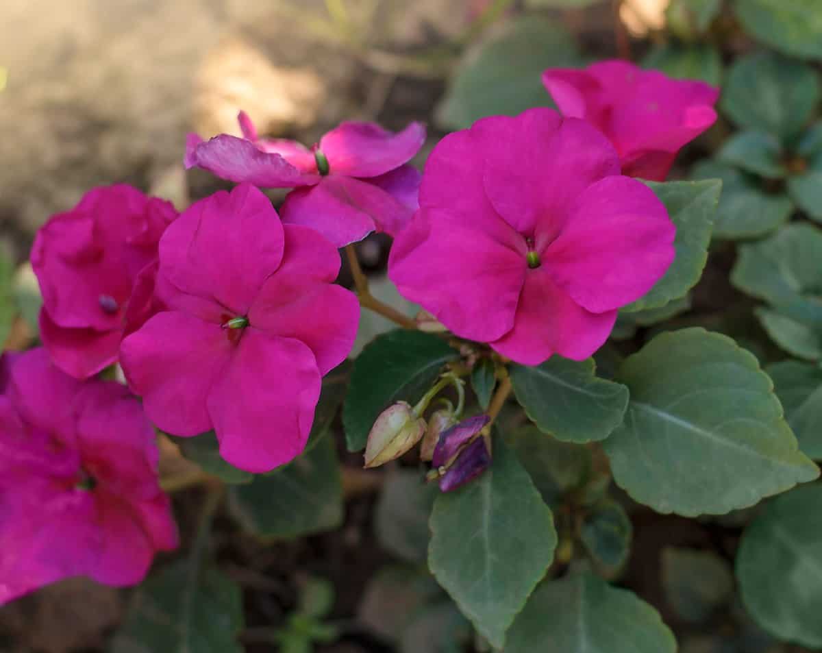 Impatiens comes in a wide variety of color combinations.