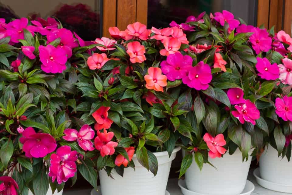 Impatiens is an amazing shade flower with bright blooms.