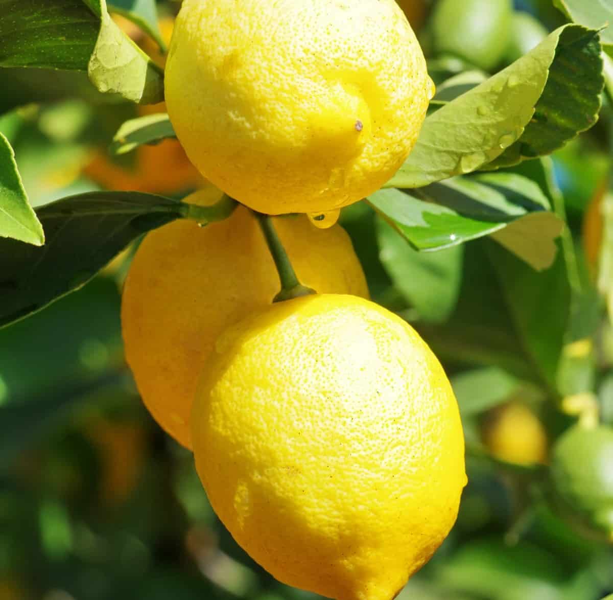 14 Dwarf Fruit Trees to Create a MiniOrchard on Your Patio