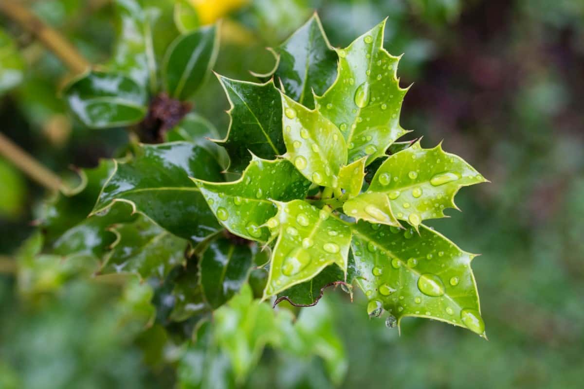 Inkberry holly shrubs offer beautiful leaves, flowers, and berries in different seasons.