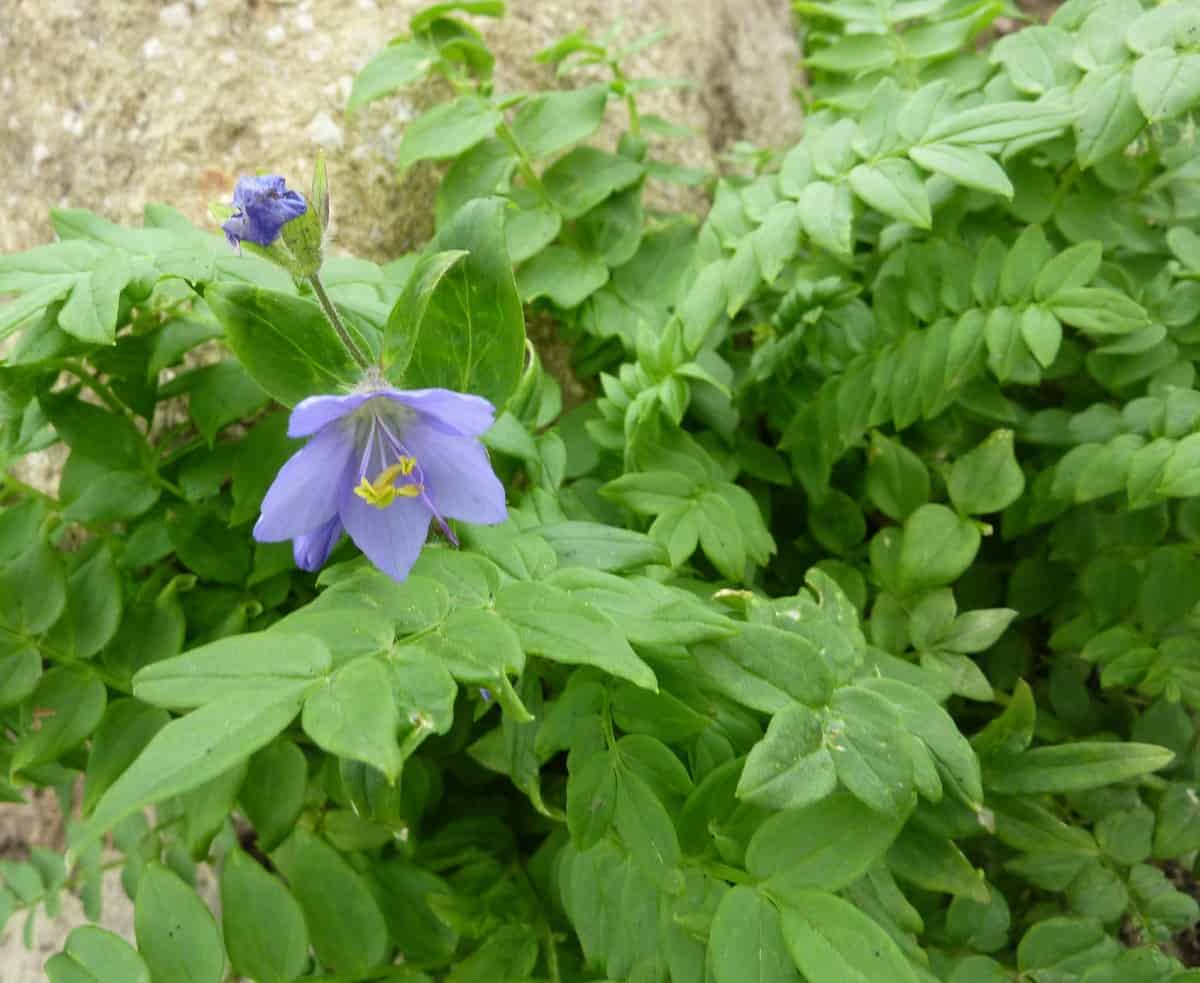 Jacob's Ladder needs moist soil in the shade.