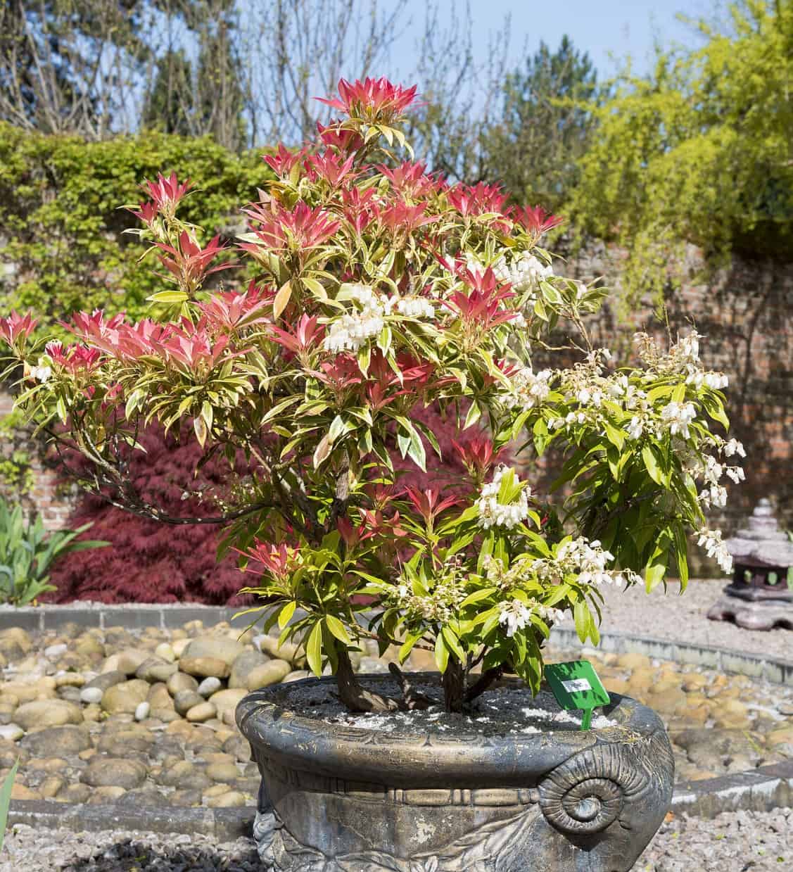 The Japanese pieris or lily or the valley bush has graceful limbs that trail down over the pot it is in.