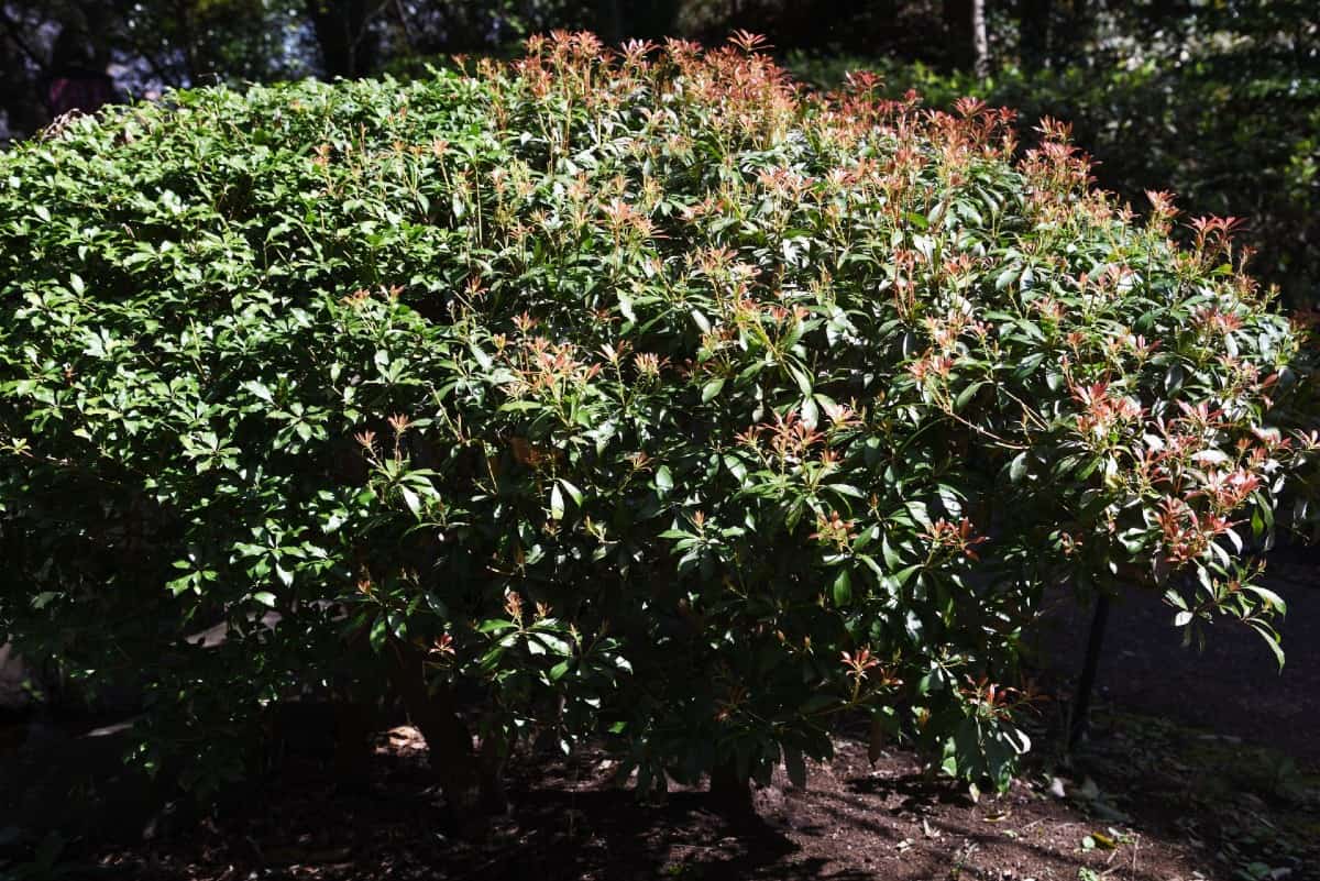 The Japanese pieris is a deer-resistant flowering shrub.