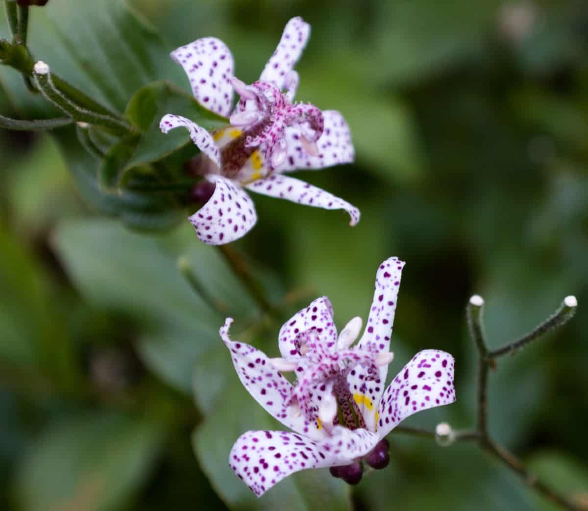 The Japanese toad lily has unusual-looking flowers.