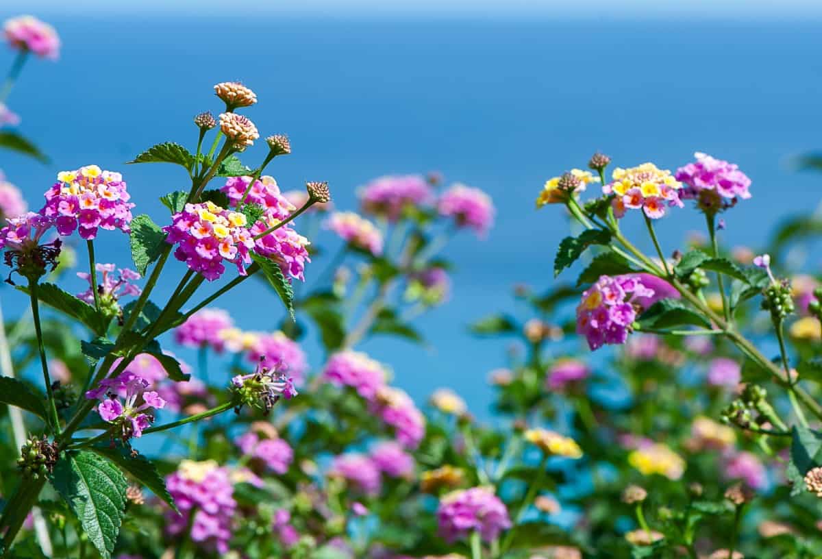 Lantana doesn't mind the beach or other harsh growing conditions.