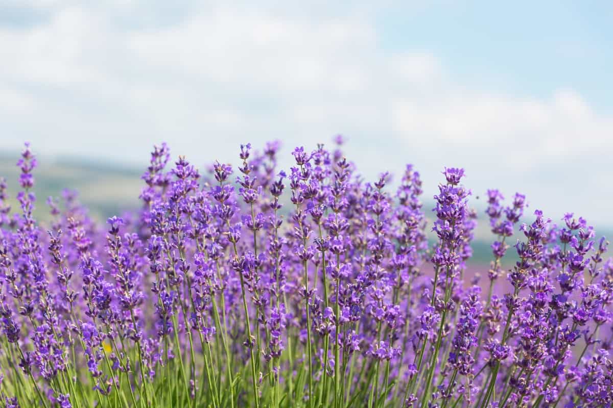 Lavender is a flowering herb that smells great to humans but not insects.