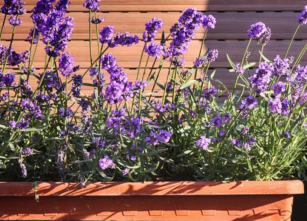 Lavender is a fragrant perennial plant for pots or the garden.