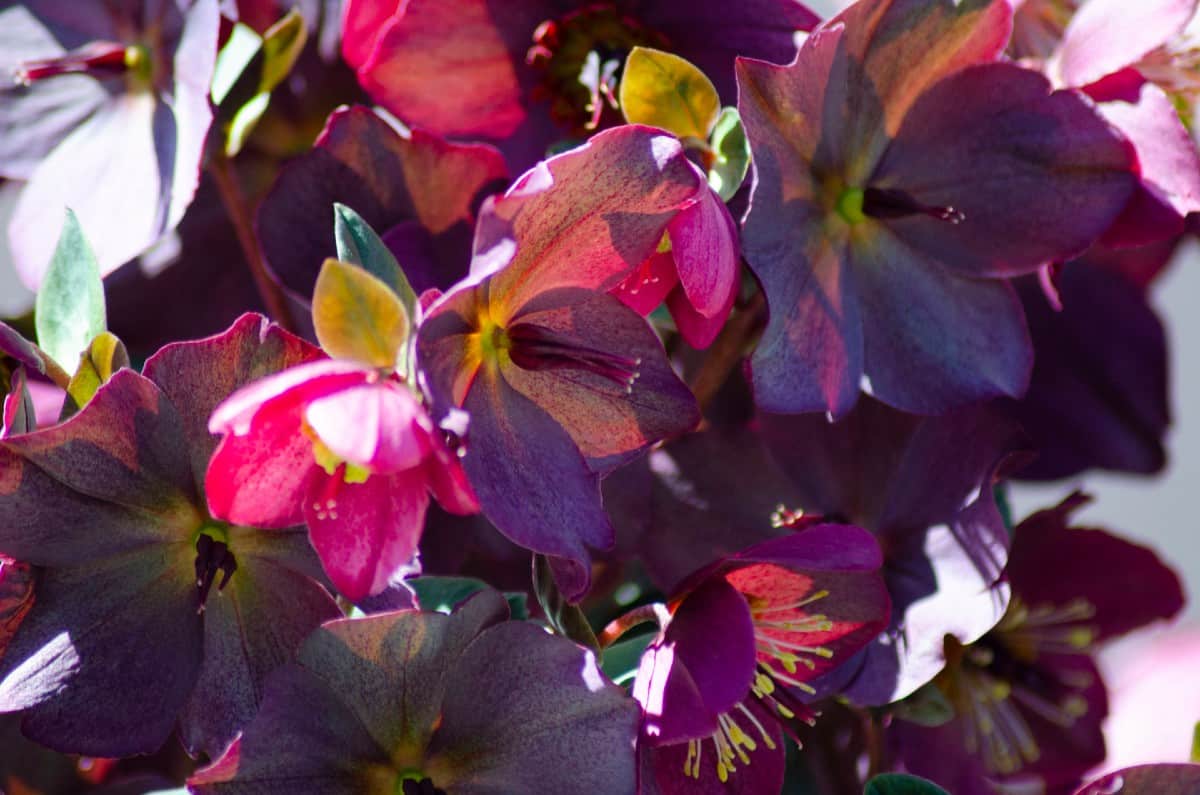 The lenten rose is a deer-resistant perennial ideal for bordering the garden.