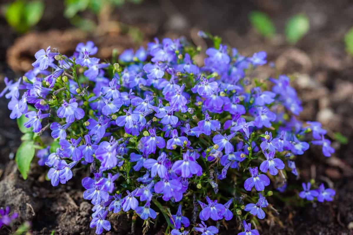 Lobelia attracts pollinators like crazy.